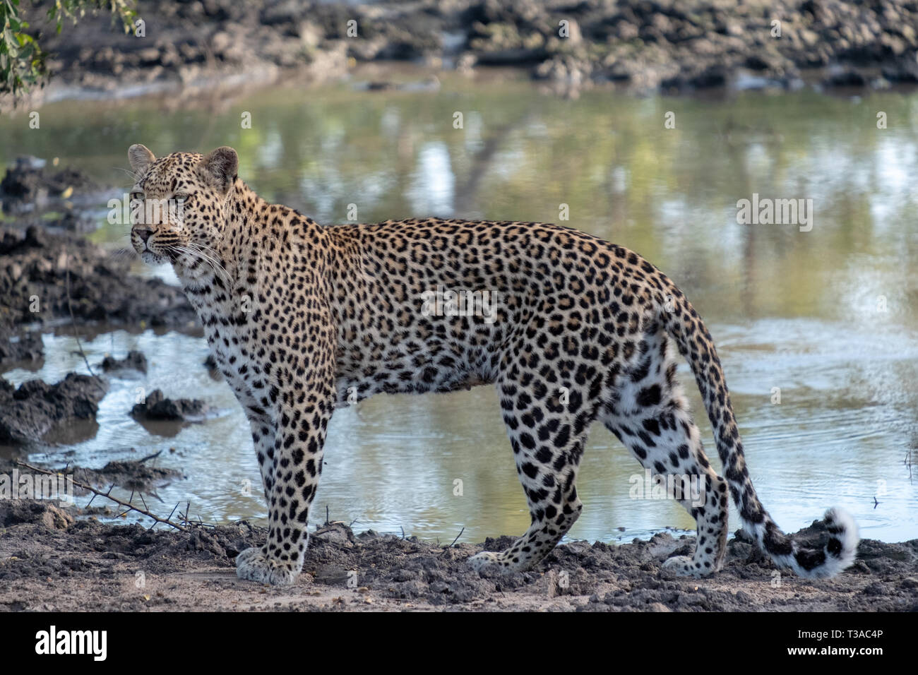 Female Leopardess Photographed In Late Afternoon At A Waterhole In The Sabi Sands Safari Park Kruger South Africa Stock Photo Alamy