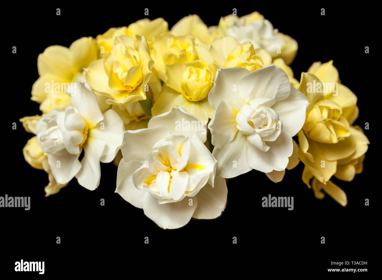 Various daffodils isolated on a black background. Stock Photo