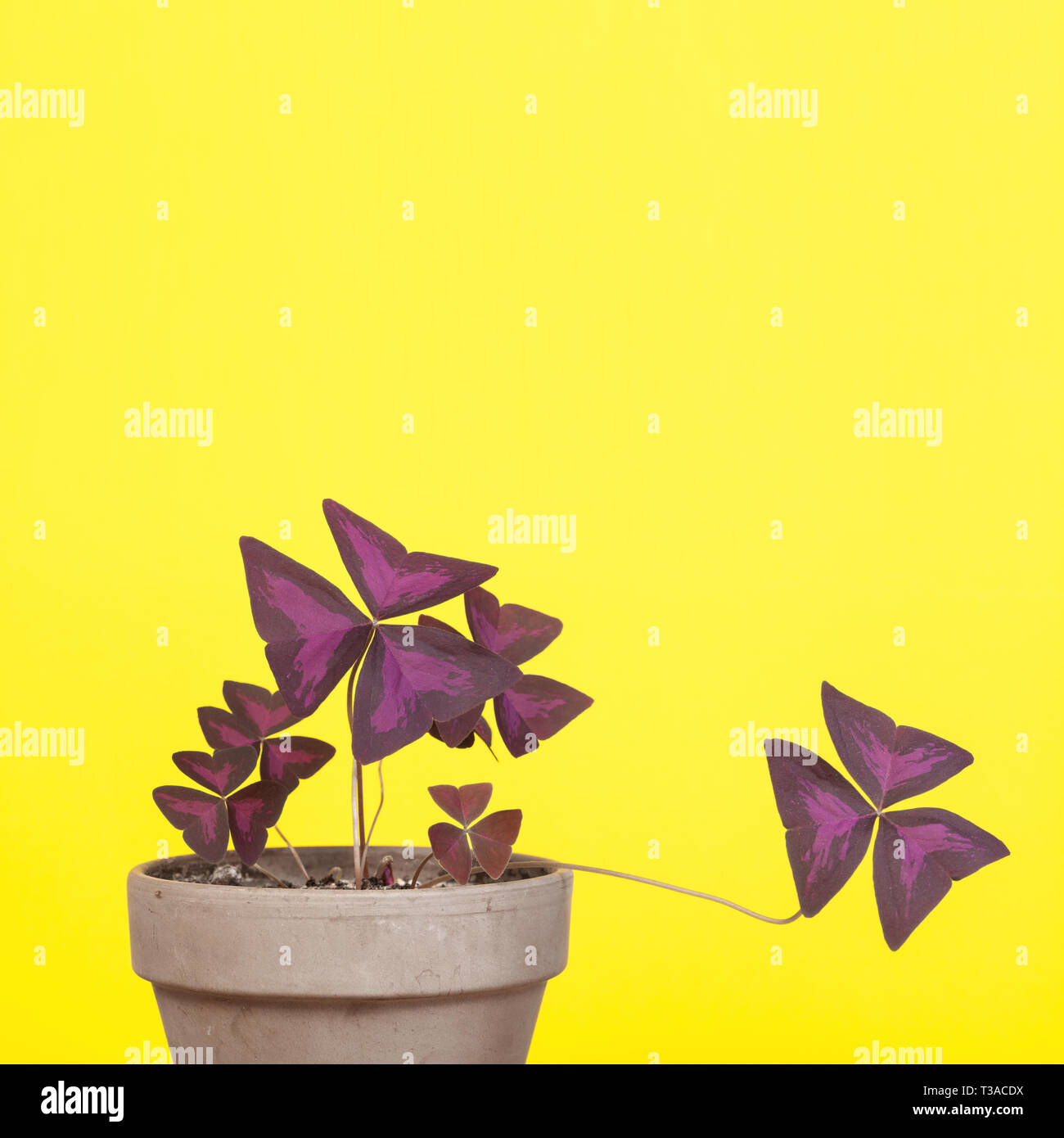 Sprouting Oxalis Triangularis isolated on a yellow background. Stock Photo