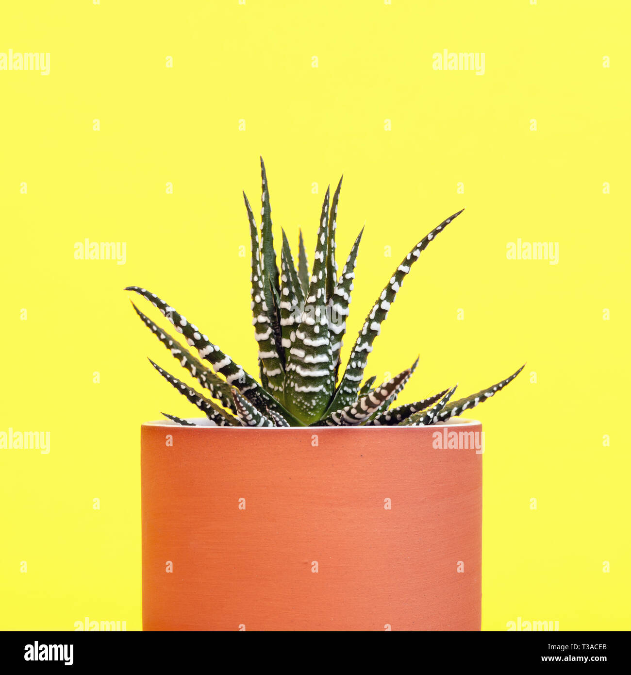 Zebra haworthia in pot and isolated on yellow background. Stock Photo