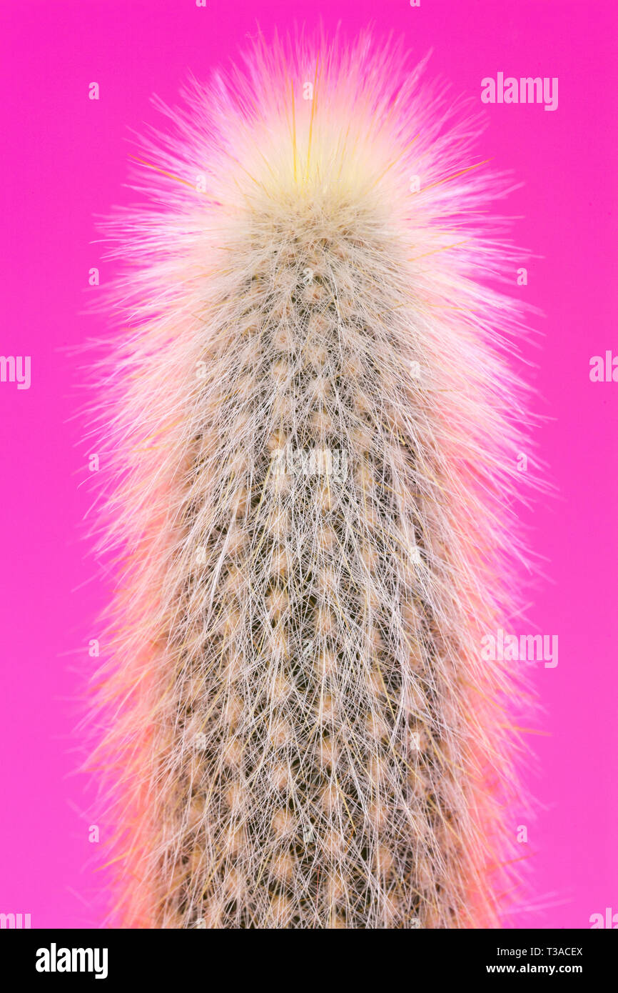 A silver torch cactus (Cleistocactus strausii) Stock Photo