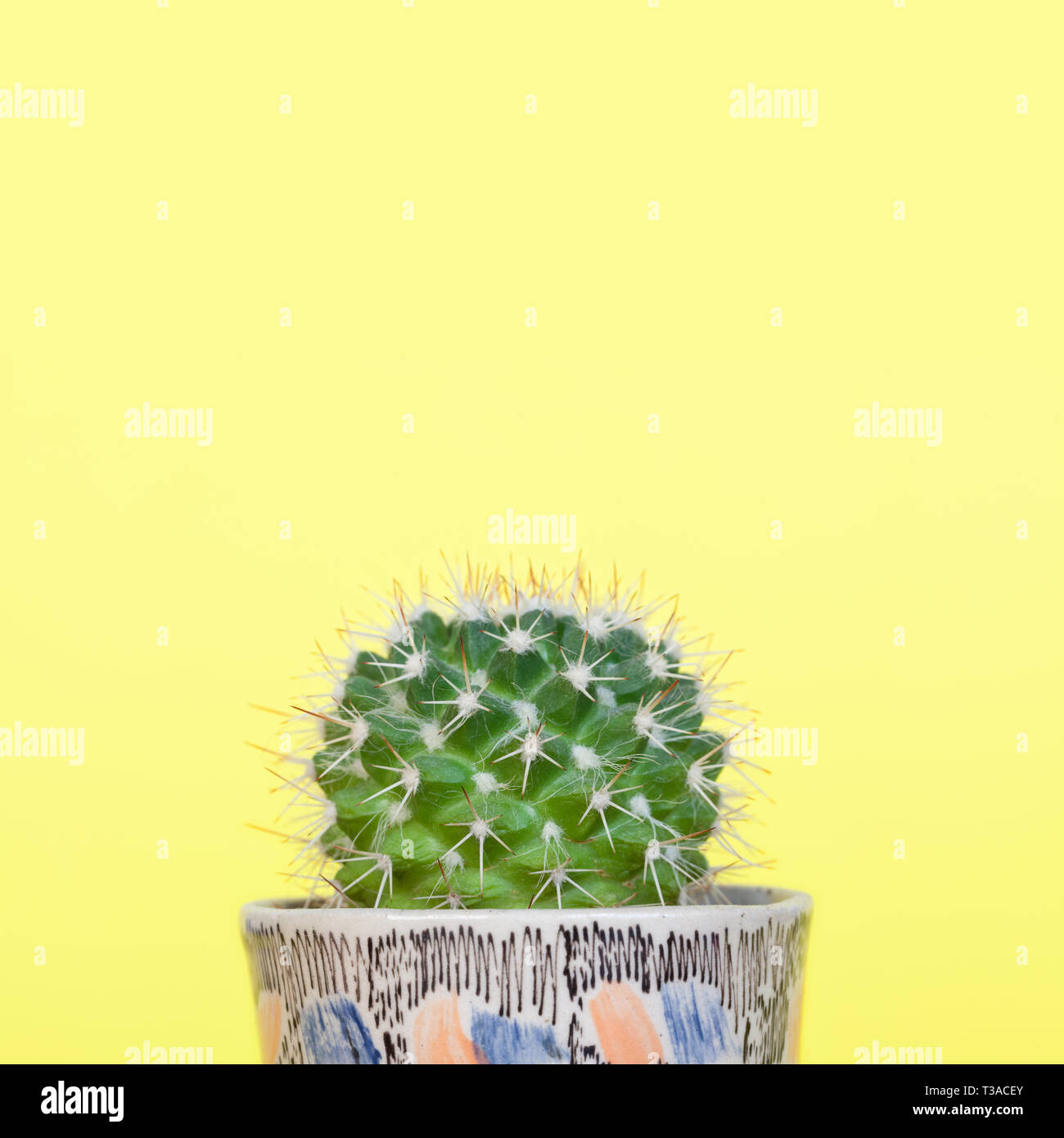 Small mammillaria cactus in a small decorative ceramic planter. Stock Photo