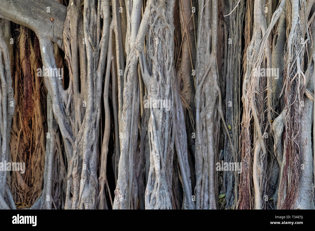 close up of detailed pattern of a banyan tree trunk Stock Photo