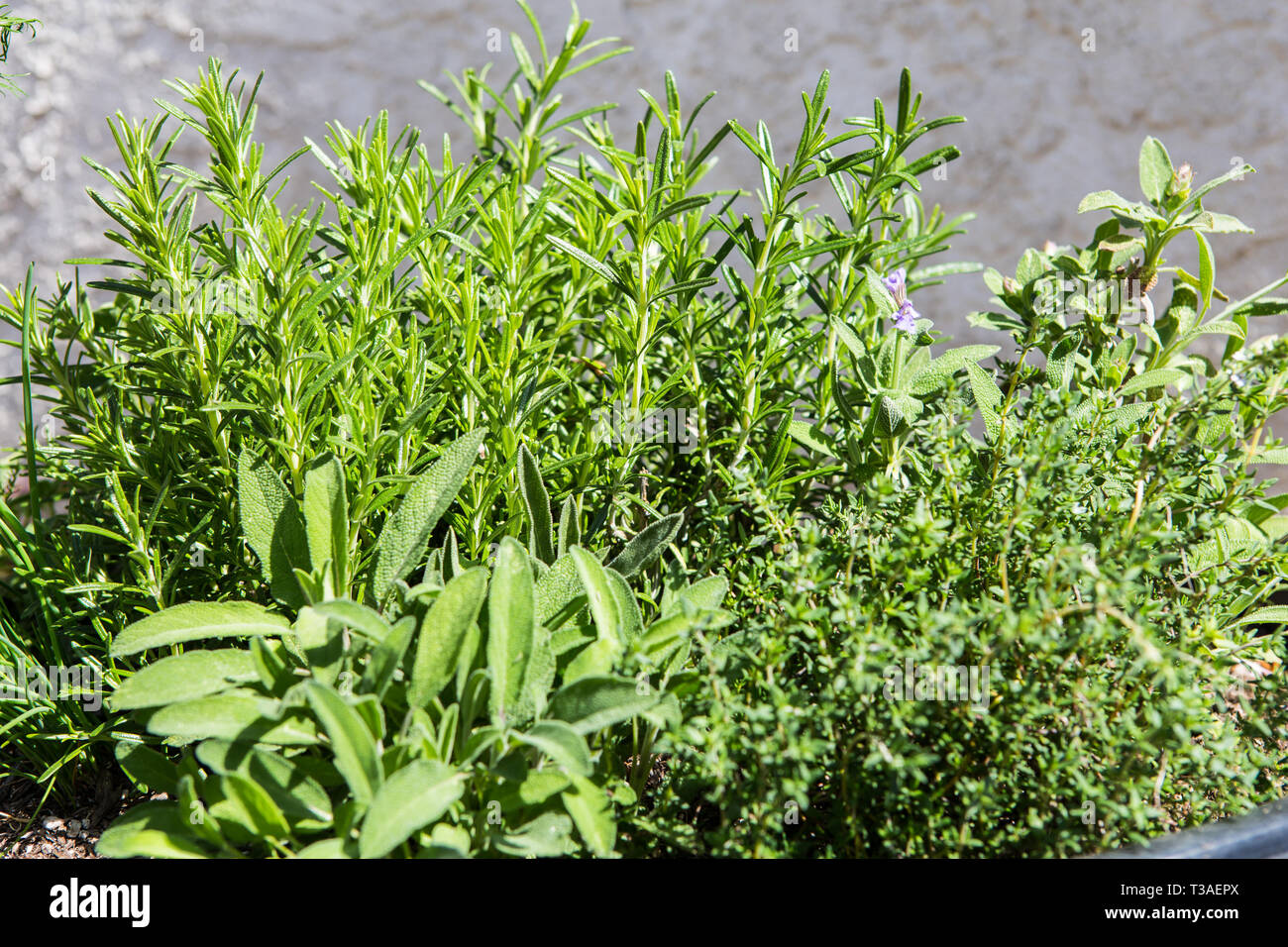 California herbs hires stock photography and images Alamy