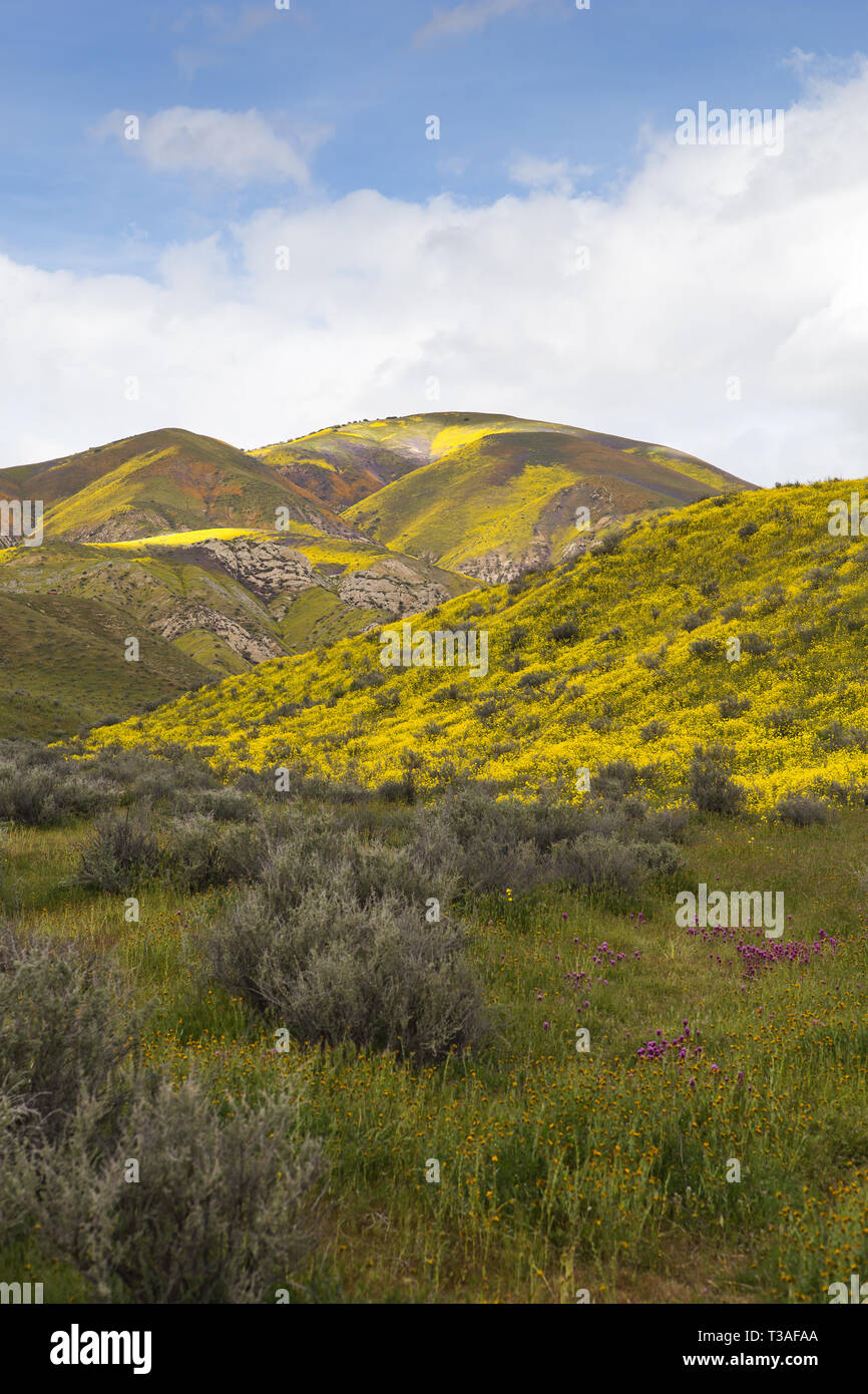 California wildflower super bloom at the Carrizo plain National monument in San Luis Obispo