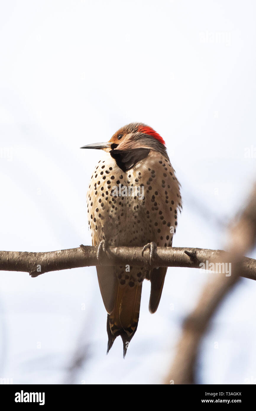 Northern flicker or common flicker (Colaptes auratus) perching on a branch in Littleton, Massachusetts, USA. The flicker is in the woodpecker family. Stock Photo