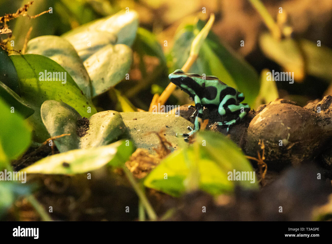 A green frog sits on a rock by a pond in New Hampshire, USA, at dusk Stock  Photo - Alamy