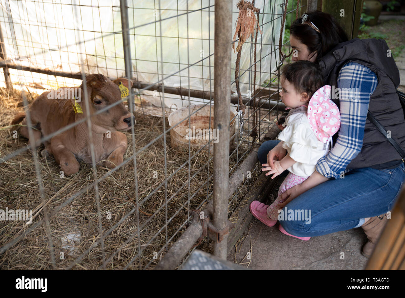 Mother and child looking at dairy cows on a farm Stock Photo