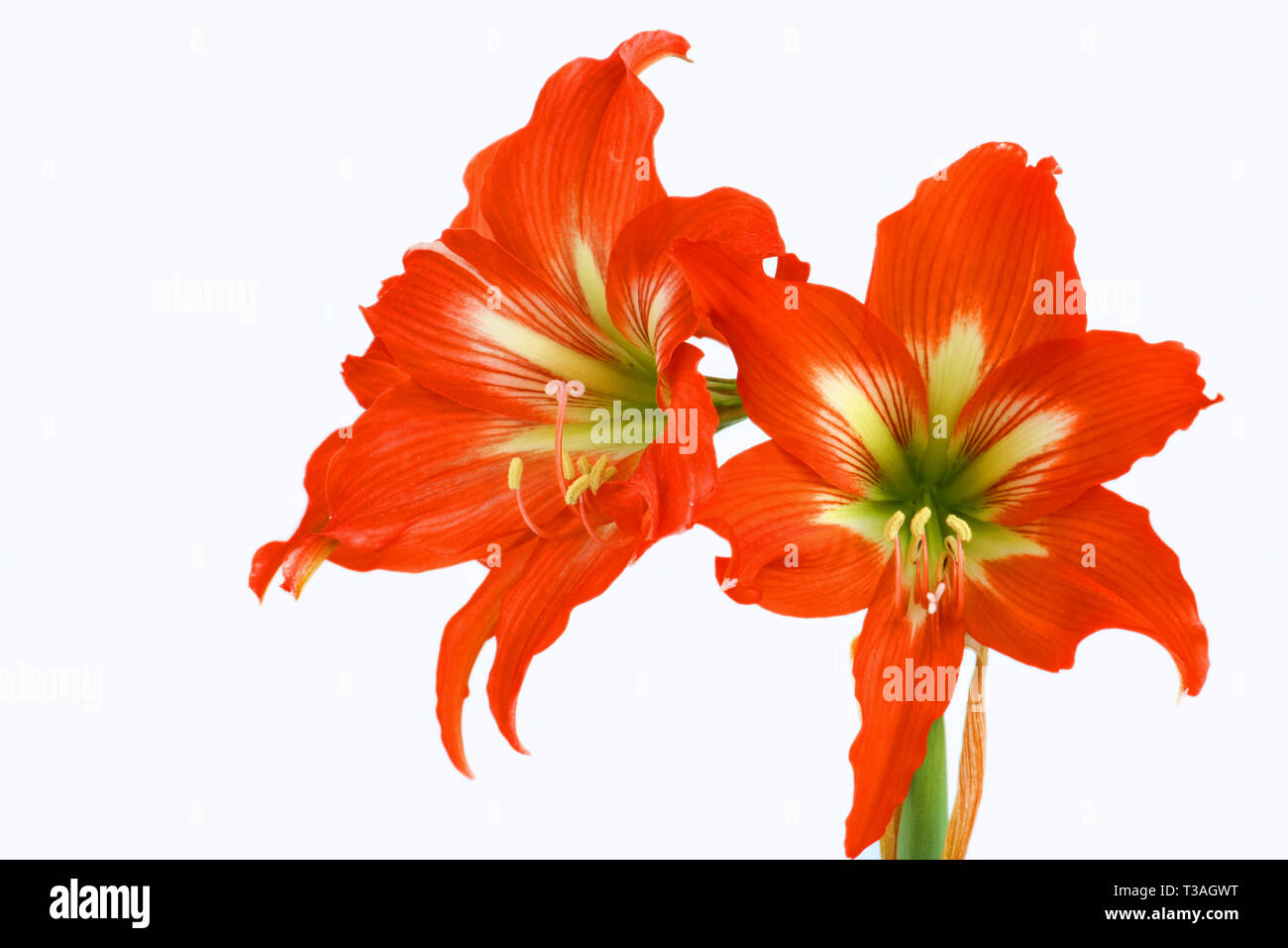 Hippeastrum Amaryllis red over a white background, beautiful blossom flower. Stock Photo