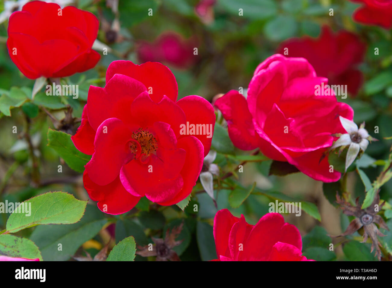 Rose garden niso fumagalli hi-res stock photography and images - Alamy