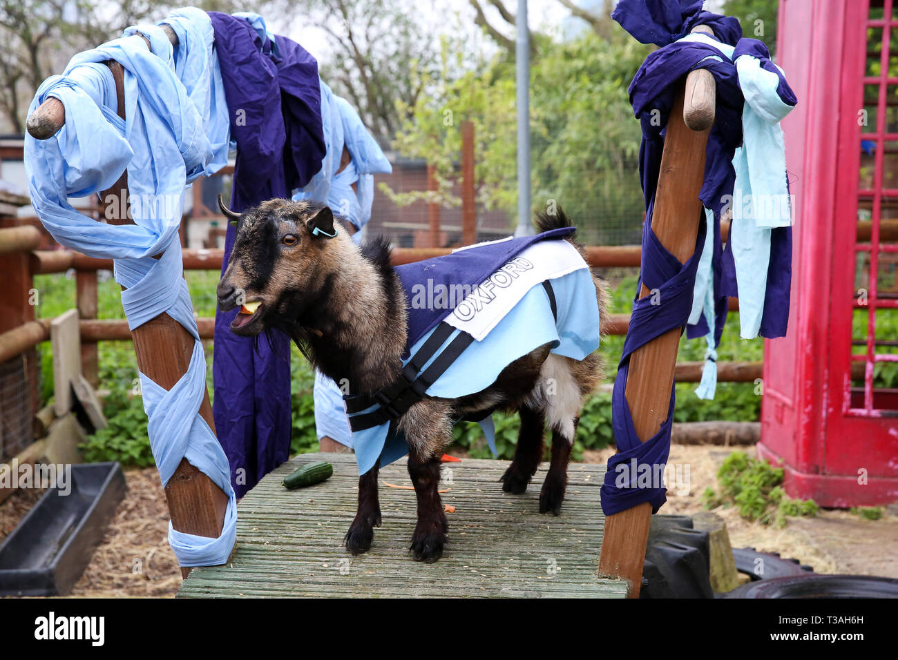 The winner Hamish representing Oxford is seen on the podium after the Oxford vs Cambridge Goat Race in East London. Two pygmy goats compete during the 10th Oxford and Cambridge Goat Race at Spitalfields City Farm, Bethnal Green in East London. The annual fundraising event, which takes place at the same time as the Oxford and Cambridge boat race, where two goats, one named Hamish representing Oxford and the other Hugo representing Cambridge to be crowned King Billy. Stock Photo