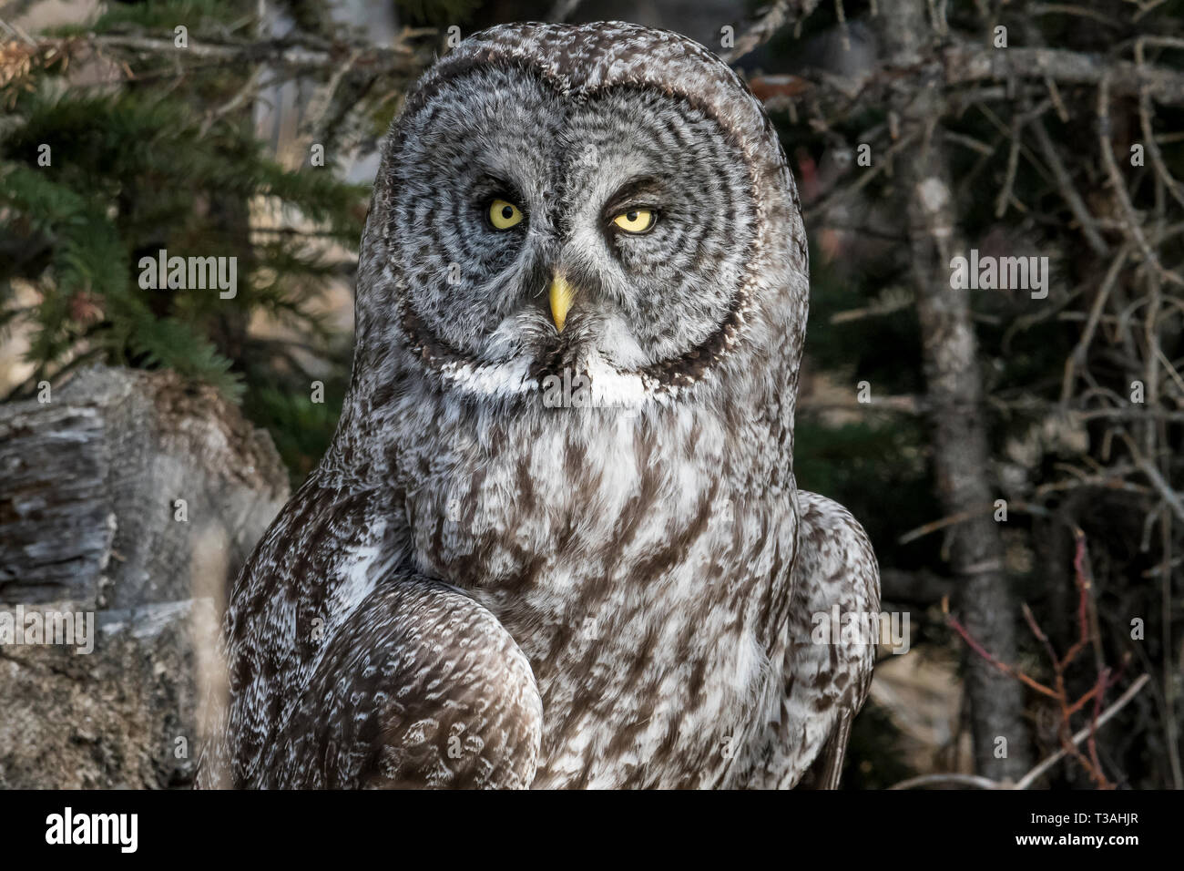 The Great Grey owl is the largest owl in North America, although it is