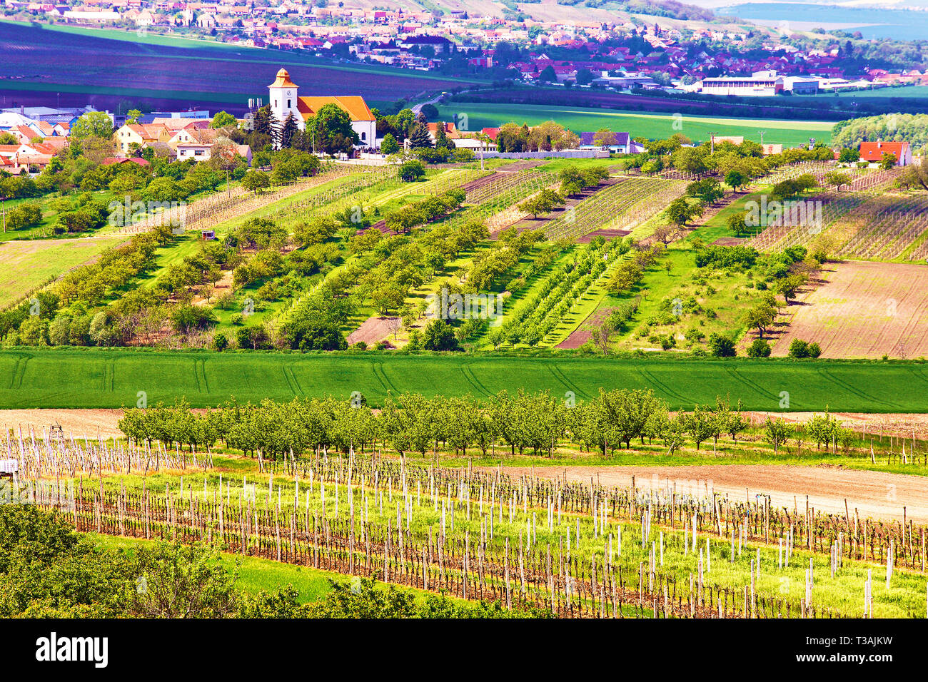 Spring rural landscape with green vineyards and town at background. Grape vineyards of South Moravia in Czech Republic. Velke Pavlovice town Stock Photo