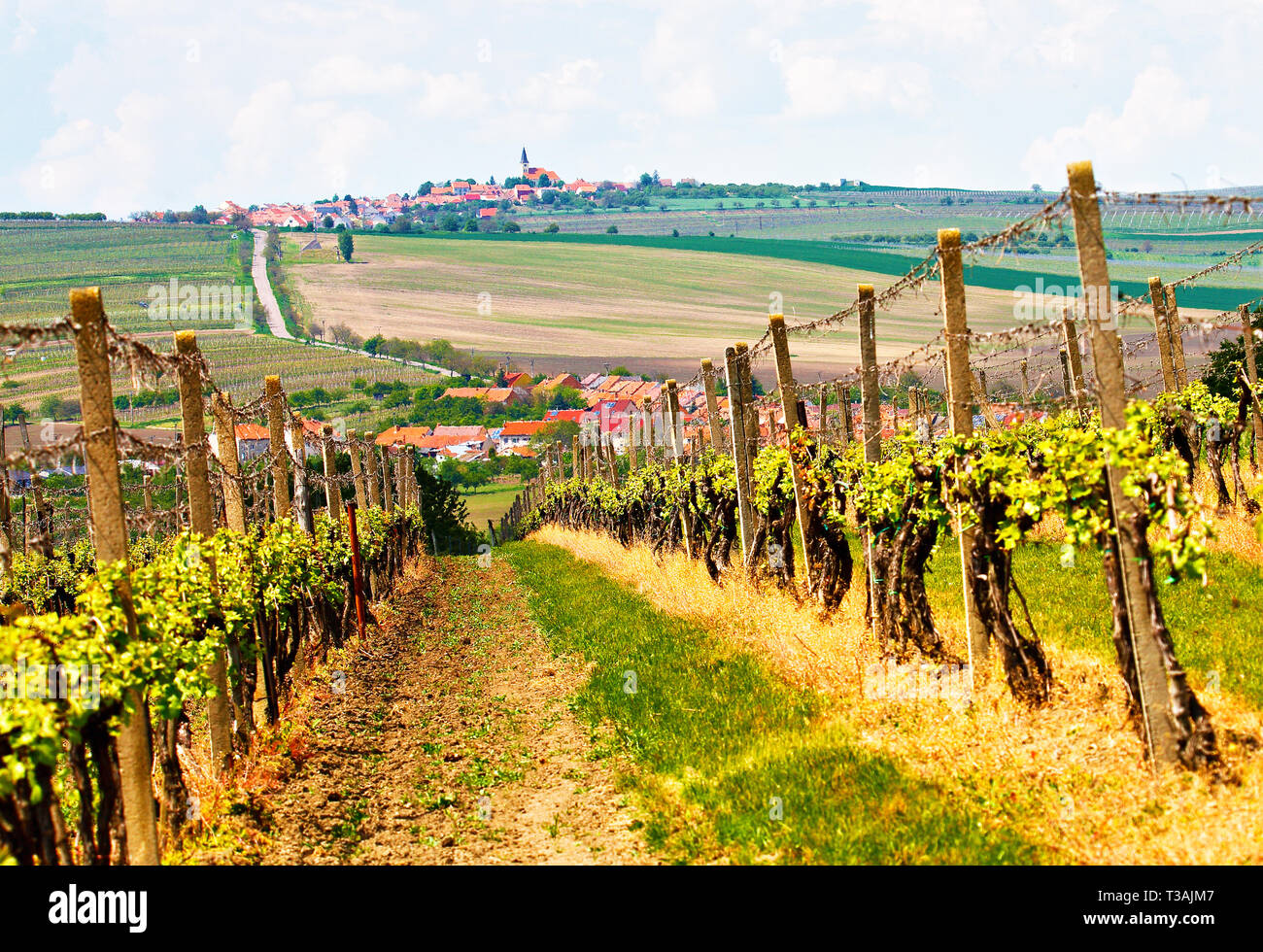 Spring rural landscape with green vineyards and town at background. Grape vineyards of South Moravia in Czech Republic. Velke Pavlovice town Stock Photo