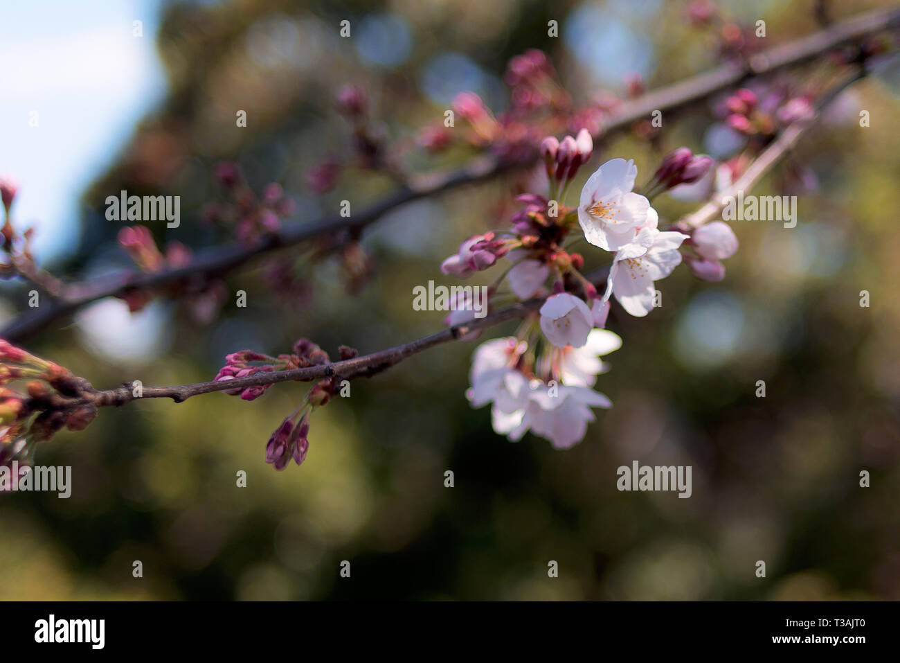 Beautiful Japanese Sakura Cherry blossom trees during spring in Tokyo ...