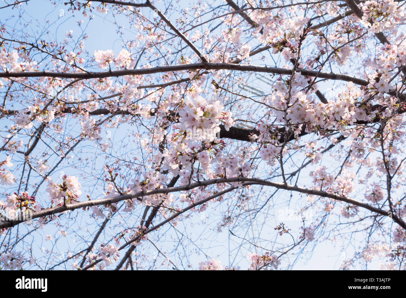 Beautiful Japanese Sakura Cherry blossom trees during spring in Tokyo ...