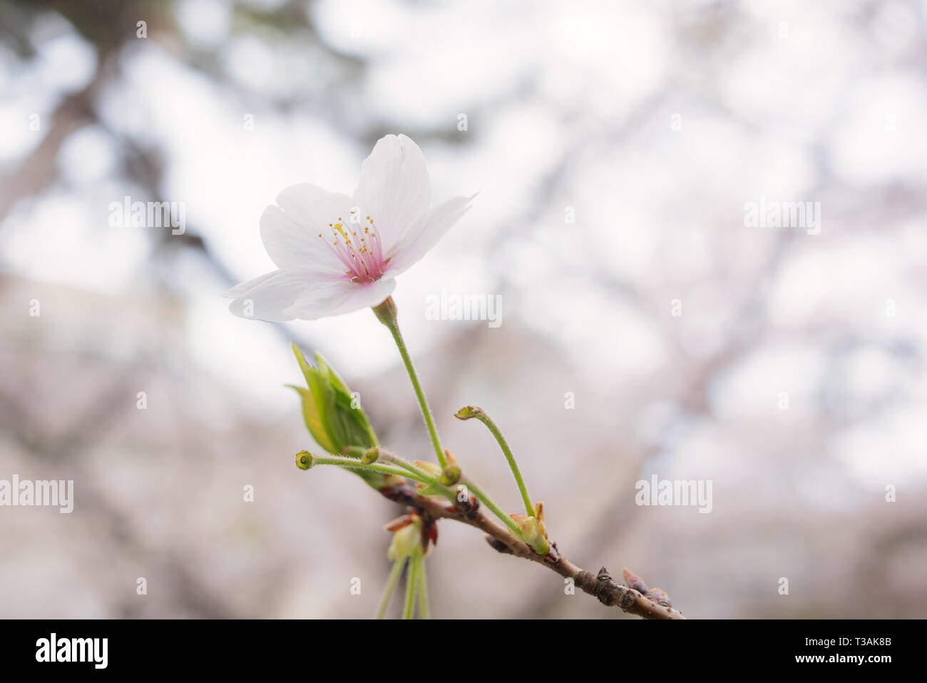 Beautiful Japanese Sakura Cherry blossom trees during spring in Tokyo ...