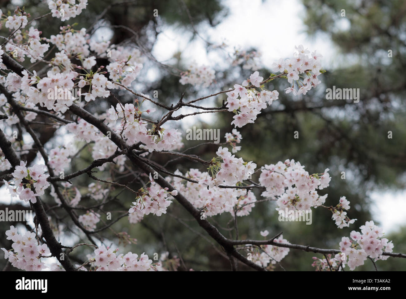 Beautiful Japanese Sakura Cherry blossom trees during spring in Tokyo