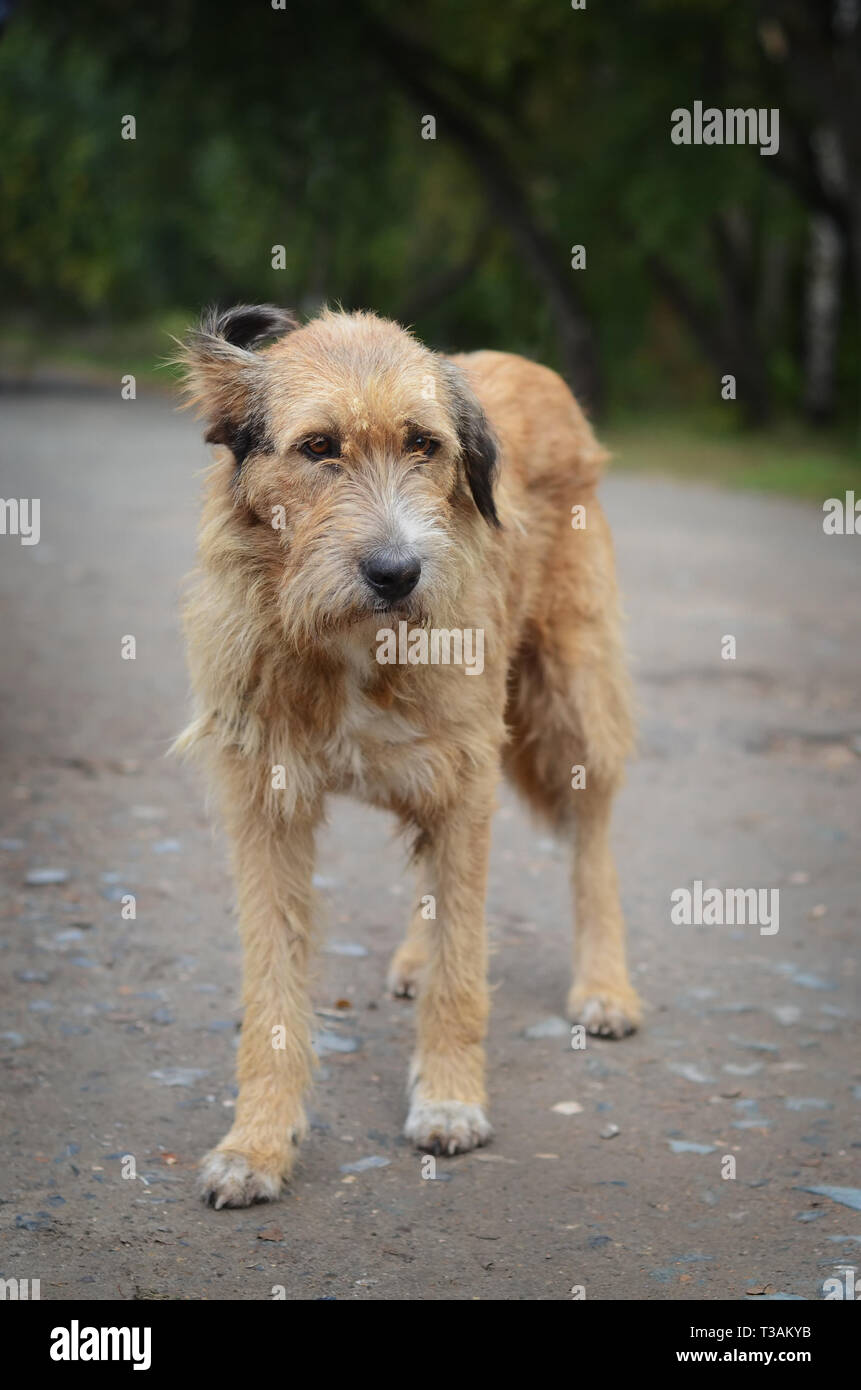 The old sad stray dog is on the road in the village looking in your eyes Stock Photo