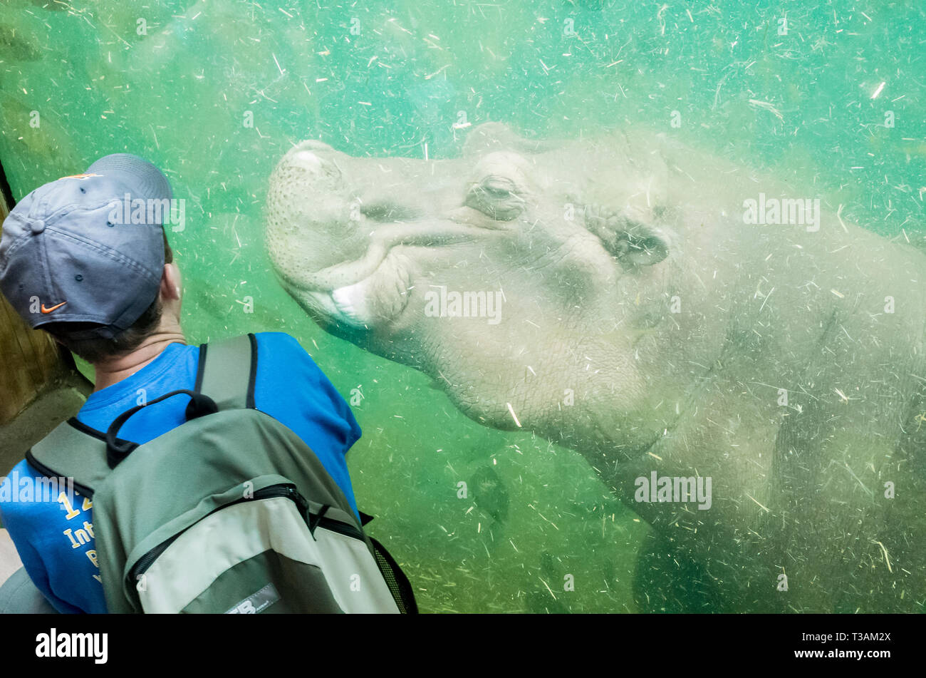 A man and a hippopotamus interact at the St. Louis Zoo in Missouri Stock Photo