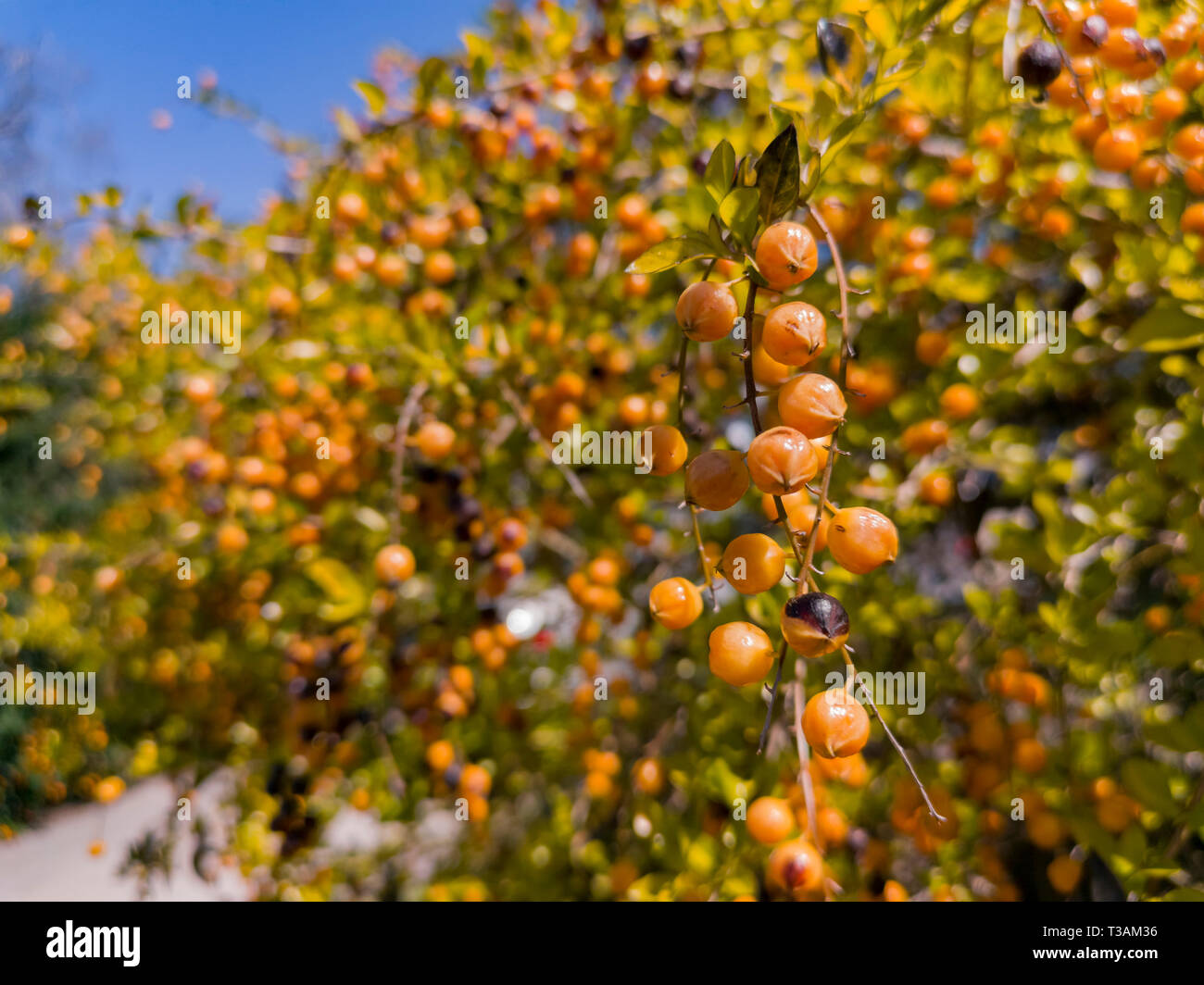 Backyard Fruit Tree Stock Photos Backyard Fruit Tree Stock