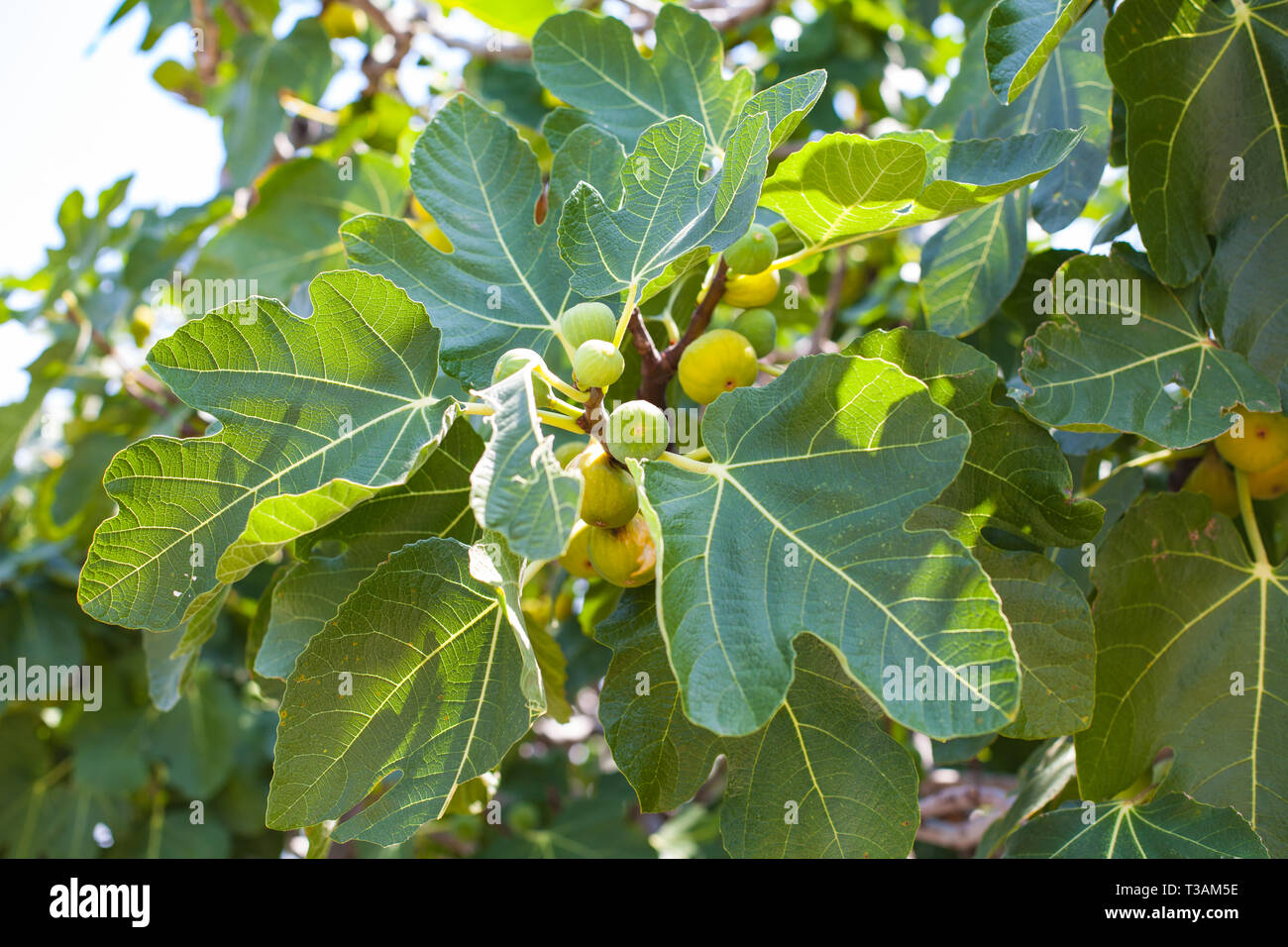 Photo of fresh figs on tree in croatia Stock Photo - Alamy