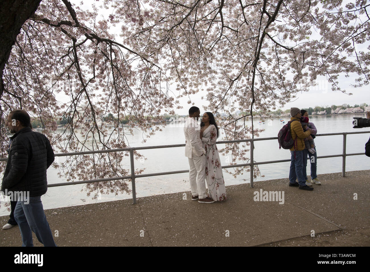 Washington, District of Columbia, U.S.A. 7th Apr, 2019. Cherry trees are in full bloom as visitors enjoy cherry blossoms during 'National Cherry Blossom Festival ' at Tidal Basin on April 7, 2019 in Washington, DC, United States. The National Cherry Blossom Festival commemorates 3,000 cherry trees arrived in Washington in 1912 after coordination between the governments of United States and Japan. Credit: Probal Rashid/ZUMA Wire/Alamy Live News Stock Photo