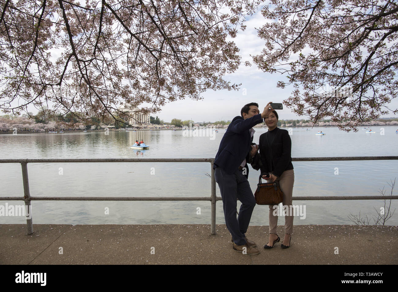 Washington, District of Columbia, U.S.A. 7th Apr, 2019. Cherry trees are in full bloom as visitors enjoy cherry blossoms during 'National Cherry Blossom Festival ' at Tidal Basin on April 7, 2019 in Washington, DC, United States. The National Cherry Blossom Festival commemorates 3,000 cherry trees arrived in Washington in 1912 after coordination between the governments of United States and Japan. Credit: Probal Rashid/ZUMA Wire/Alamy Live News Stock Photo