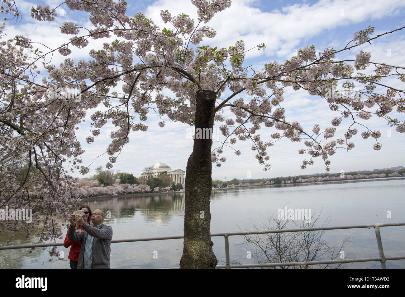 Washington, District of Columbia, U.S.A. 7th Apr, 2019. Cherry trees are in full bloom as visitors enjoy cherry blossoms during 'National Cherry Blossom Festival ' at Tidal Basin on April 7, 2019 in Washington, DC, United States. The National Cherry Blossom Festival commemorates 3,000 cherry trees arrived in Washington in 1912 after coordination between the governments of United States and Japan. Credit: Probal Rashid/ZUMA Wire/Alamy Live News Stock Photo