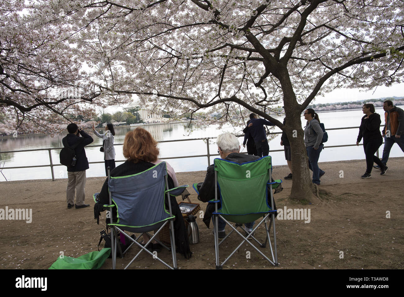 Washington, District of Columbia, U.S.A. 7th Apr, 2019. Cherry trees are in full bloom as visitors enjoy cherry blossoms during 'National Cherry Blossom Festival ' at Tidal Basin on April 7, 2019 in Washington, DC, United States. The National Cherry Blossom Festival commemorates 3,000 cherry trees arrived in Washington in 1912 after coordination between the governments of United States and Japan. Credit: Probal Rashid/ZUMA Wire/Alamy Live News Stock Photo