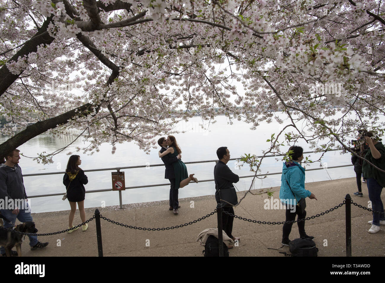 Washington, District of Columbia, U.S.A. 7th Apr, 2019. Cherry trees are in full bloom as visitors enjoy cherry blossoms during 'National Cherry Blossom Festival ' at Tidal Basin on April 7, 2019 in Washington, DC, United States. The National Cherry Blossom Festival commemorates 3,000 cherry trees arrived in Washington in 1912 after coordination between the governments of United States and Japan. Credit: Probal Rashid/ZUMA Wire/Alamy Live News Stock Photo