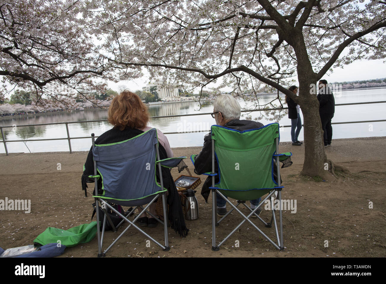 Washington, District of Columbia, U.S.A. 7th Apr, 2019. Cherry trees are in full bloom as visitors enjoy cherry blossoms during 'National Cherry Blossom Festival ' at Tidal Basin on April 7, 2019 in Washington, DC, United States. The National Cherry Blossom Festival commemorates 3,000 cherry trees arrived in Washington in 1912 after coordination between the governments of United States and Japan. Credit: Probal Rashid/ZUMA Wire/Alamy Live News Stock Photo