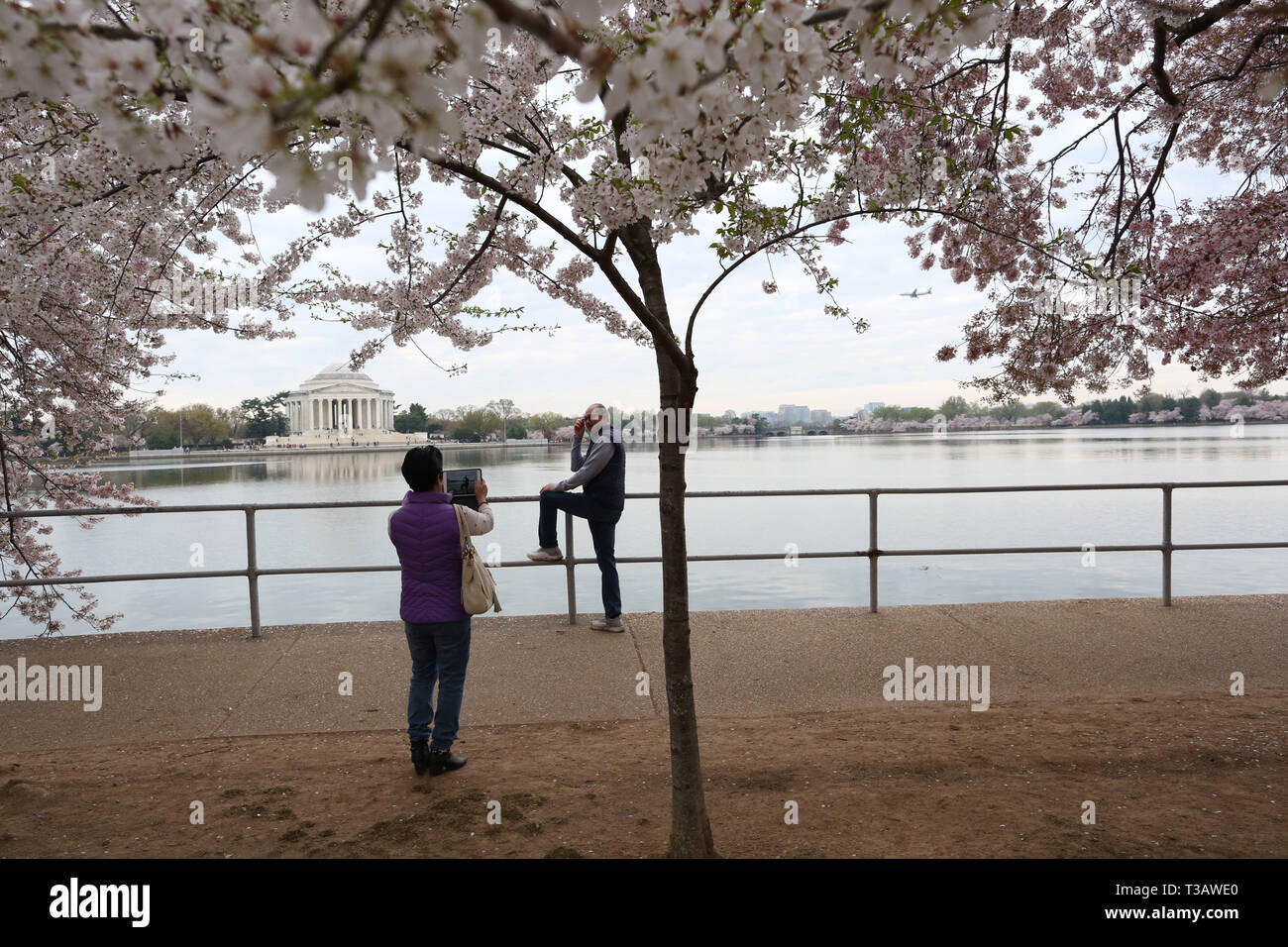 Washington, District of Columbia, U.S.A. 7th Apr, 2019. Cherry trees are in full bloom as visitors enjoy cherry blossoms during 'National Cherry Blossom Festival ' at Tidal Basin on April 7, 2019 in Washington, DC, United States. The National Cherry Blossom Festival commemorates 3,000 cherry trees arrived in Washington in 1912 after coordination between the governments of United States and Japan. Credit: Probal Rashid/ZUMA Wire/Alamy Live News Stock Photo