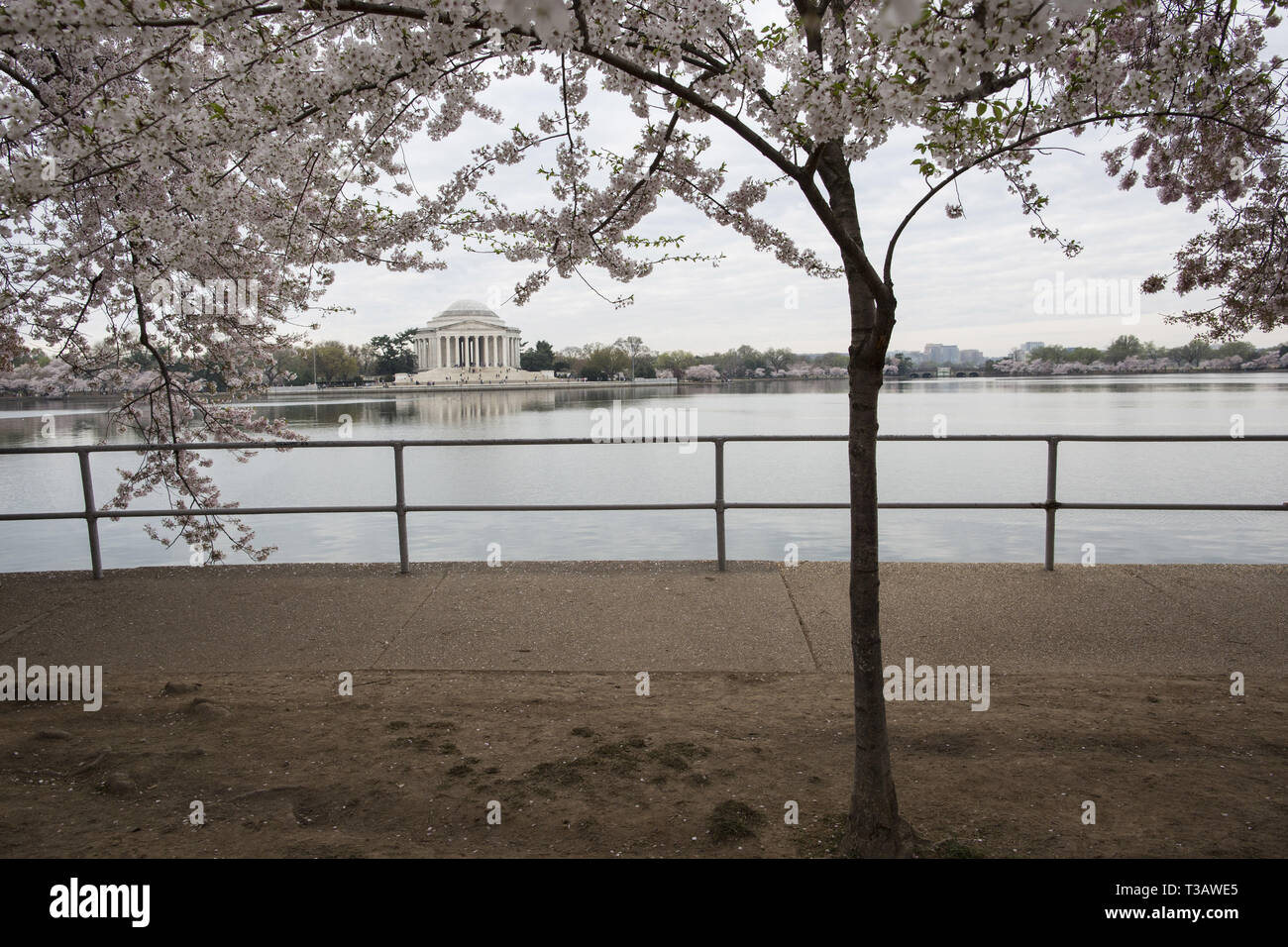 Washington, District of Columbia, U.S.A. 7th Apr, 2019. Cherry trees are in full bloom as visitors enjoy cherry blossoms during 'National Cherry Blossom Festival ' at Tidal Basin on April 7, 2019 in Washington, DC, United States. The National Cherry Blossom Festival commemorates 3,000 cherry trees arrived in Washington in 1912 after coordination between the governments of United States and Japan. Credit: Probal Rashid/ZUMA Wire/Alamy Live News Stock Photo