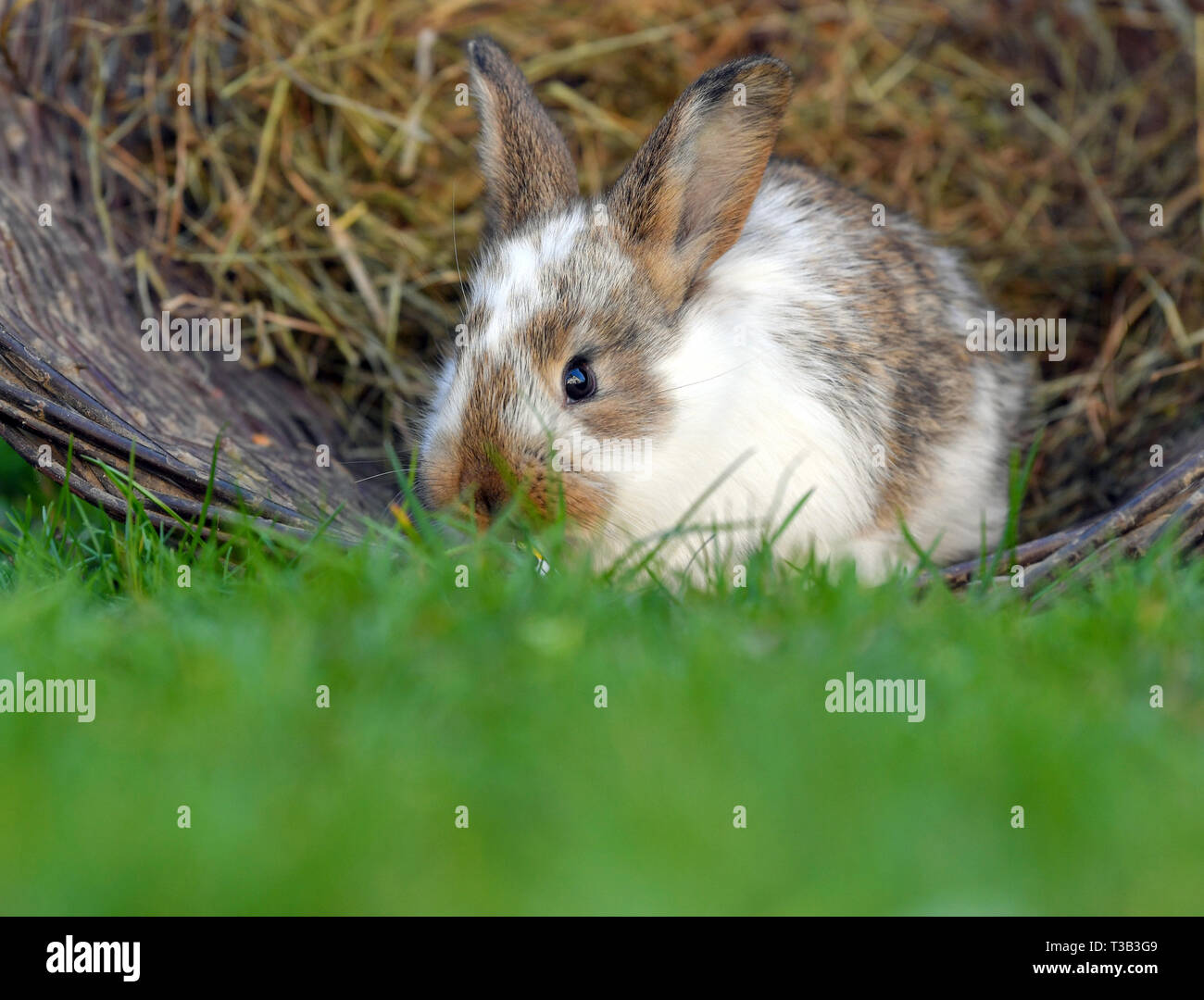 07 April 2019, Brandenburg, Sieversdorf: A still young rabbit sits in a wicker basket lying on a meadow. Photo: Patrick Pleul/dpa-Zentralbild/ZB Stock Photo