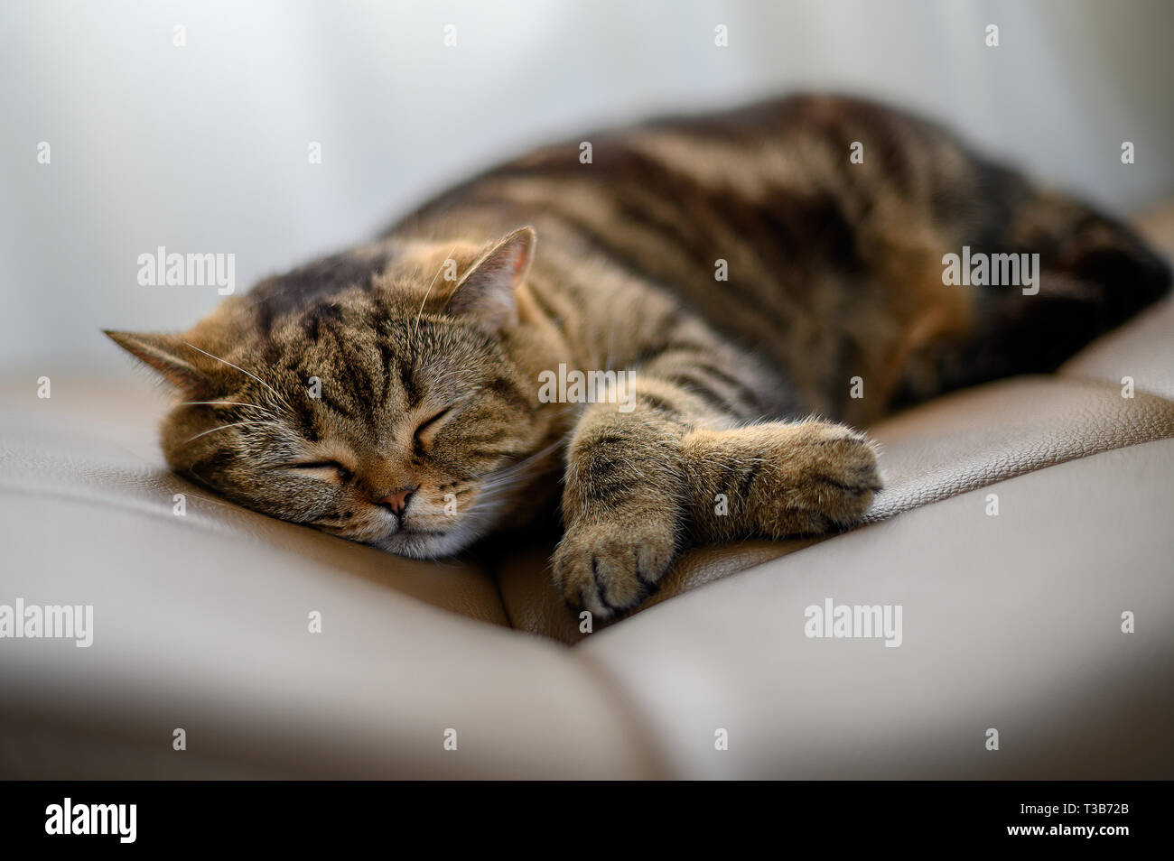 Cute cat little sleeping cat sleeping in her dreams Stock Photo