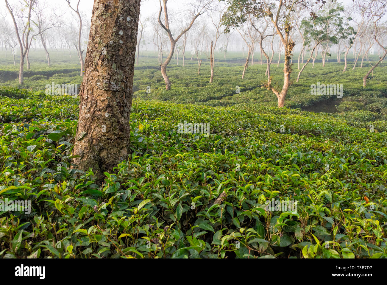 Tea gardens of Srimangal, Sylhet Division, Bangladesh Stock Photo