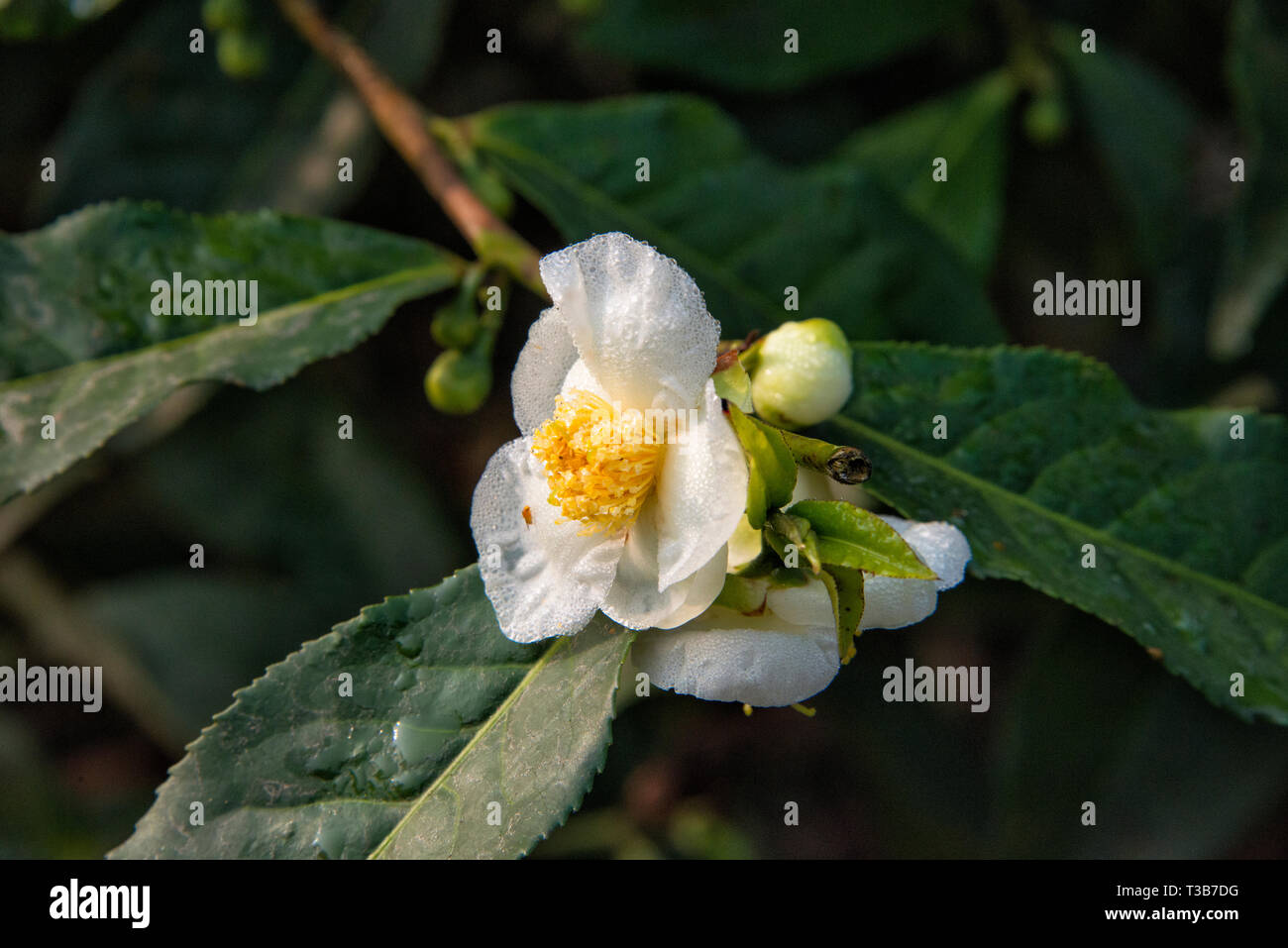 Tea flower, Srimangal, Sylhet Division, Bangladesh Stock Photo