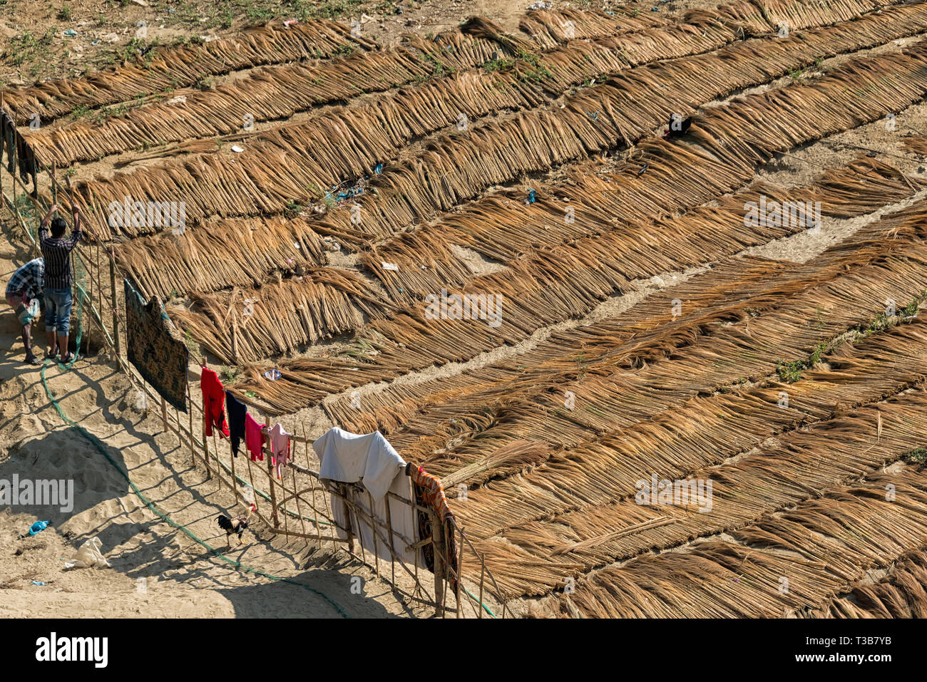 Drying broom grass along the riverbank of River Sangu, Bandarban, Chittagong Division, Bangladesh Stock Photo