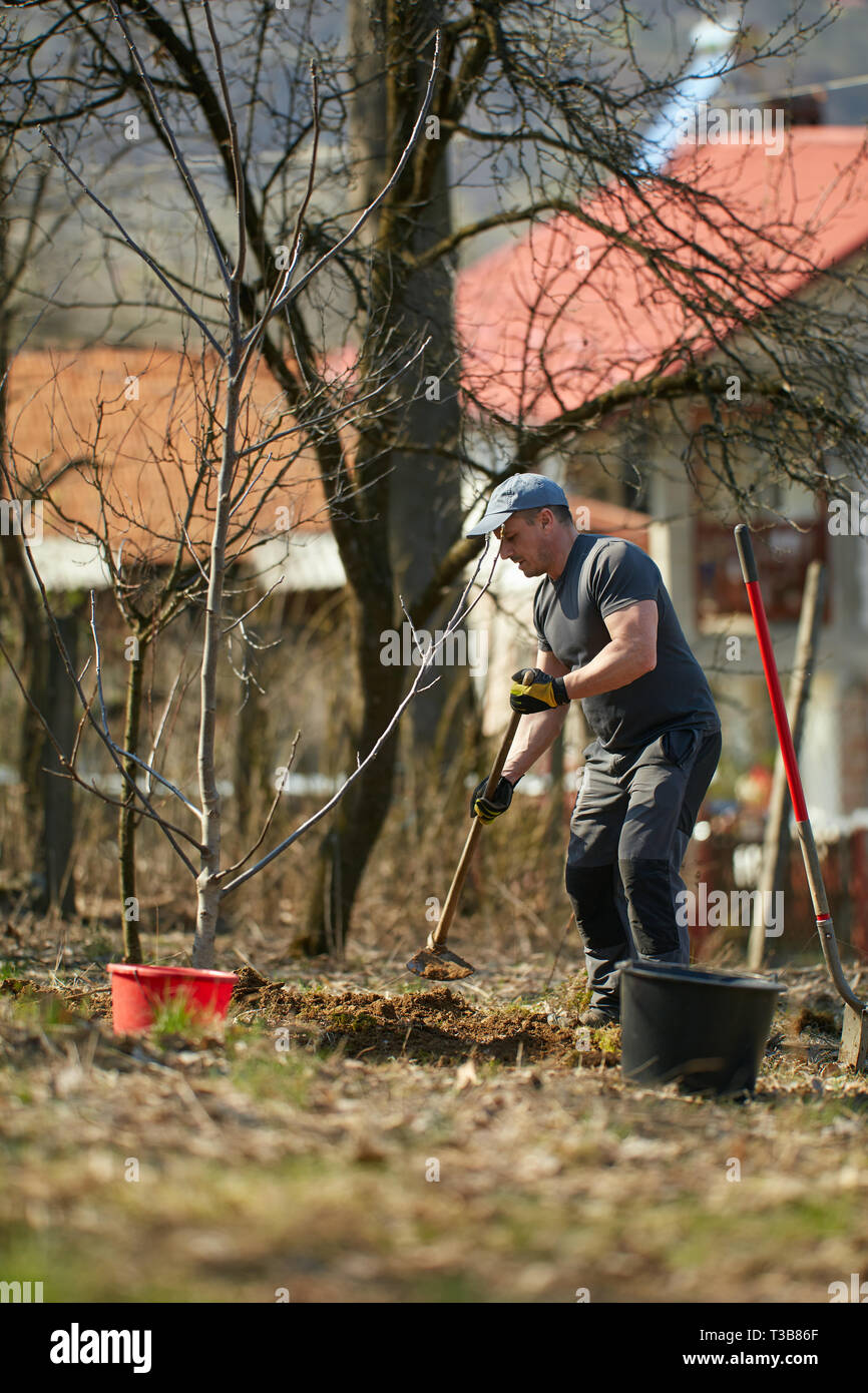 Farmer planting a walnut tree in his orchard Stock Photo Alamy