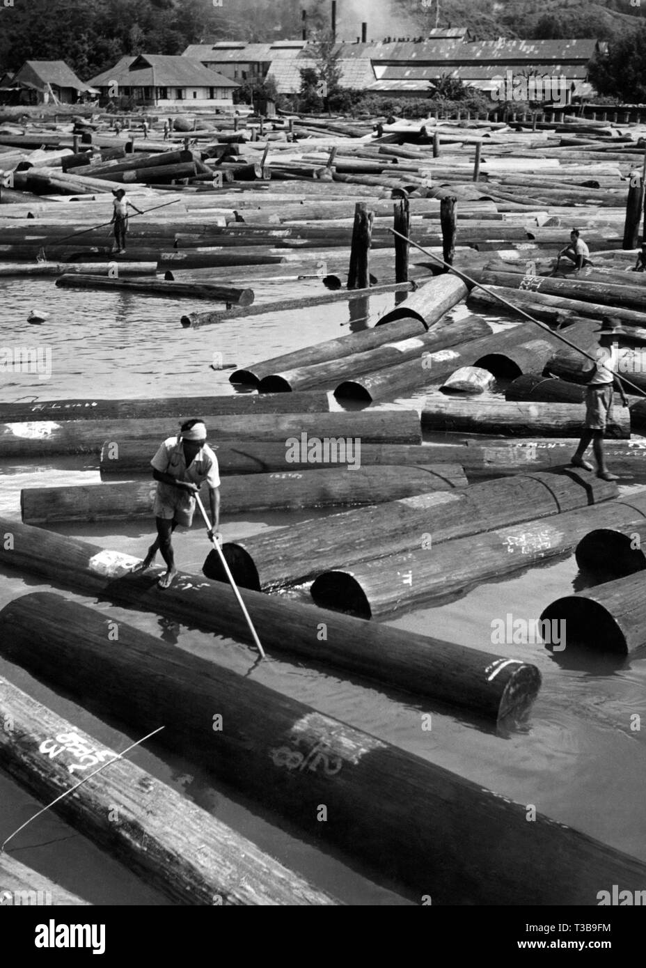 British Asia, Borneo, the big timber company collection dock, 1964