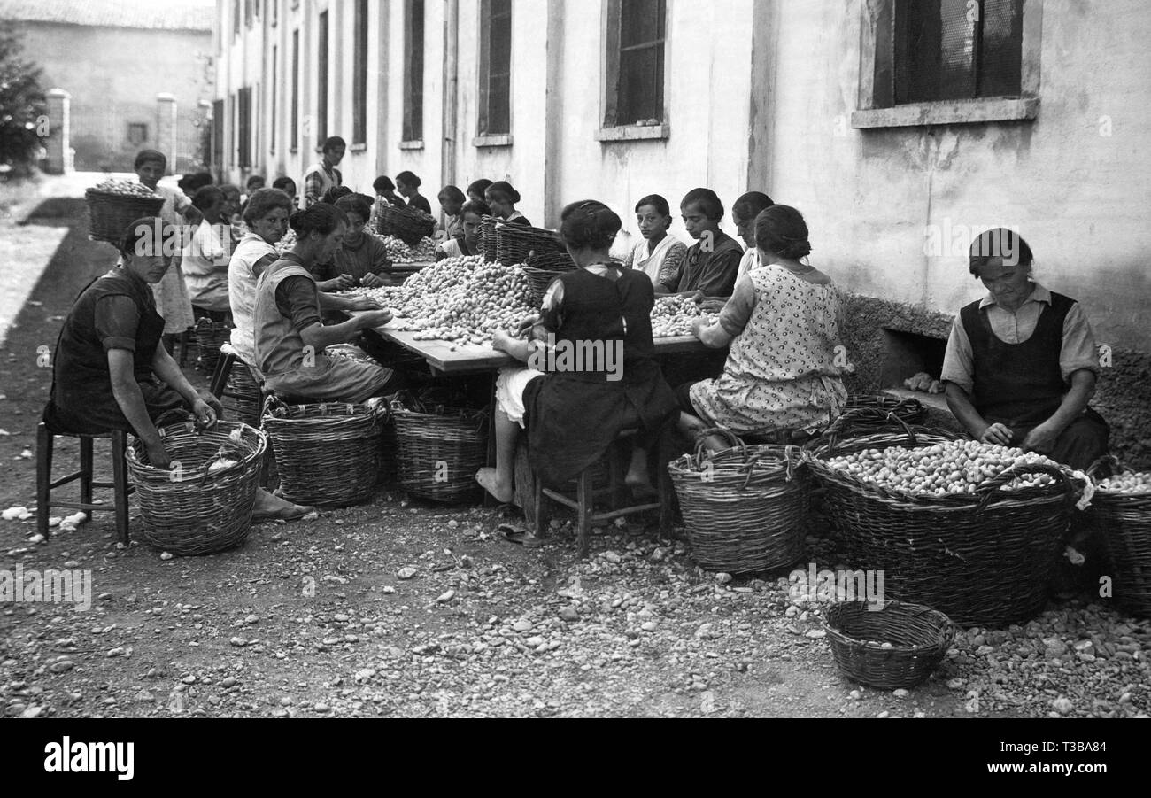 sericulture, 1939 Stock Photo