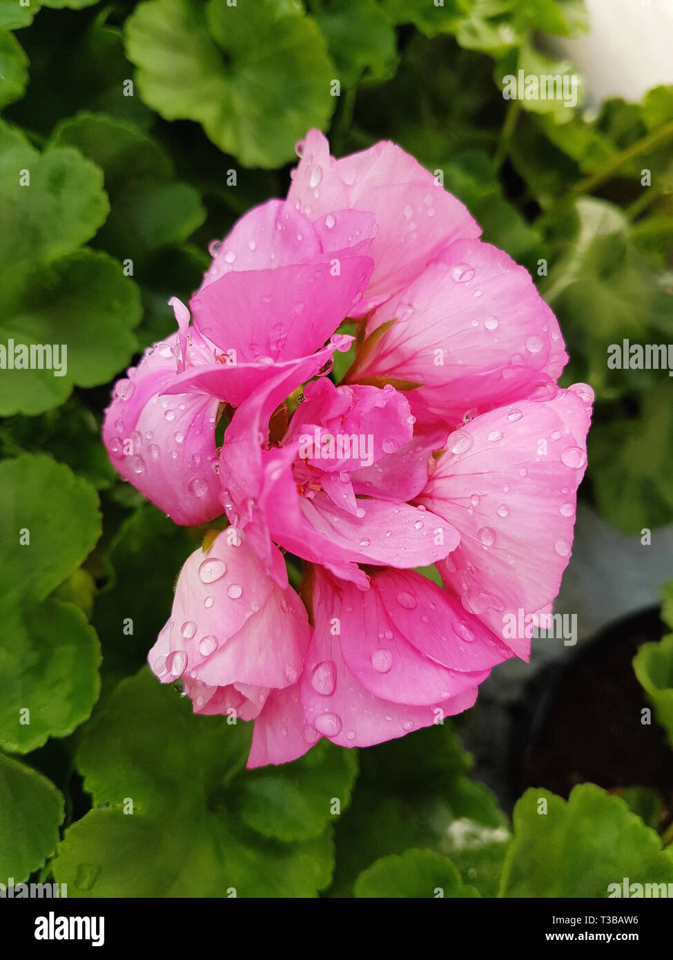 Cutting geranium hires stock photography and images Alamy