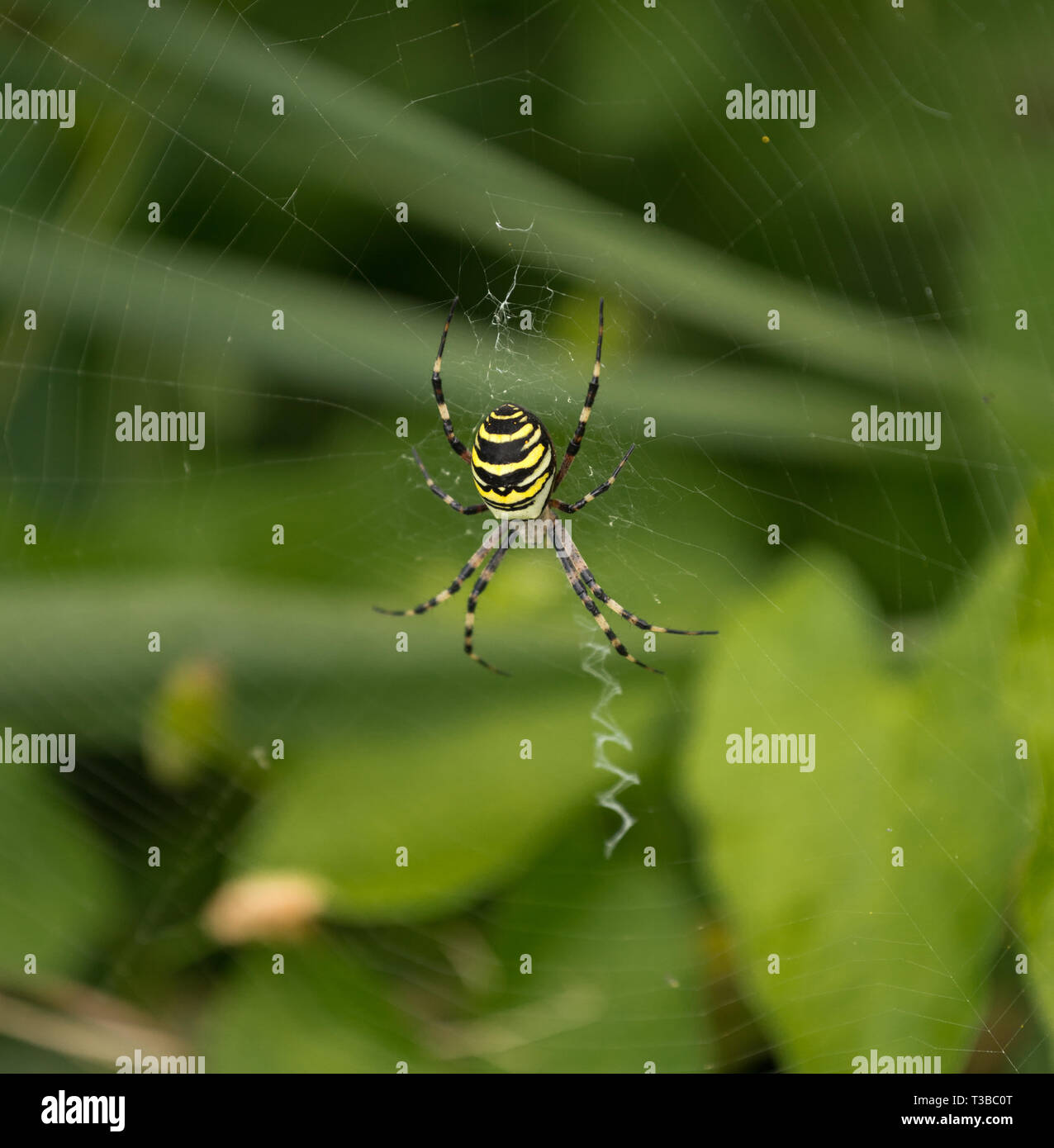 Wasp Spider in web Stock Photo