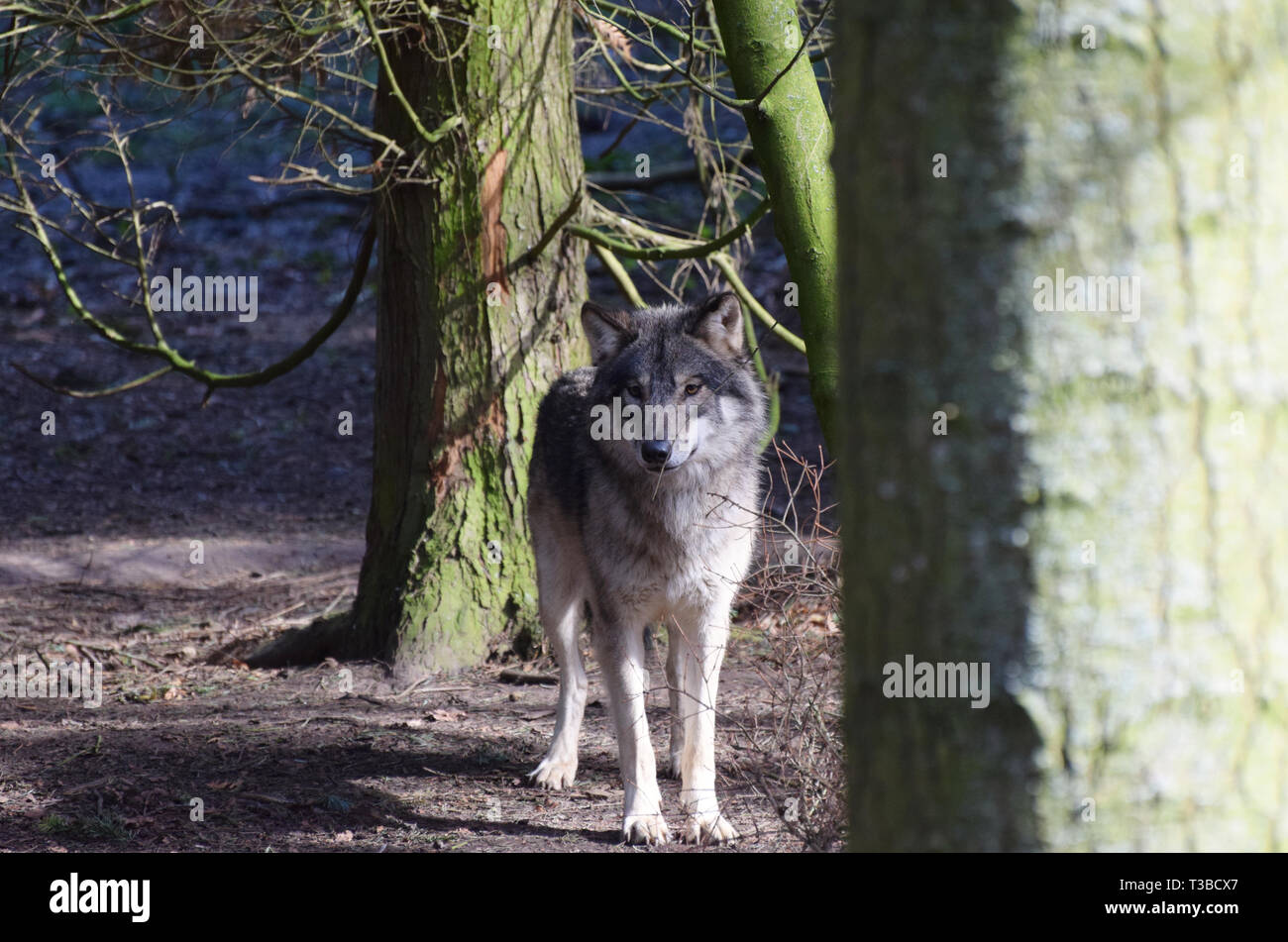 Wolf Standing in a Forest Stock Photo