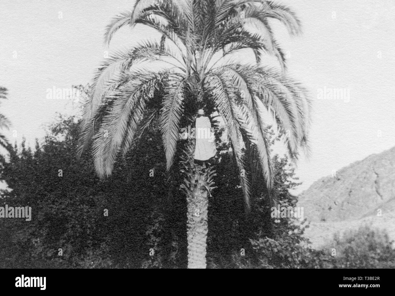 arabian picking dates, 1913 Stock Photo