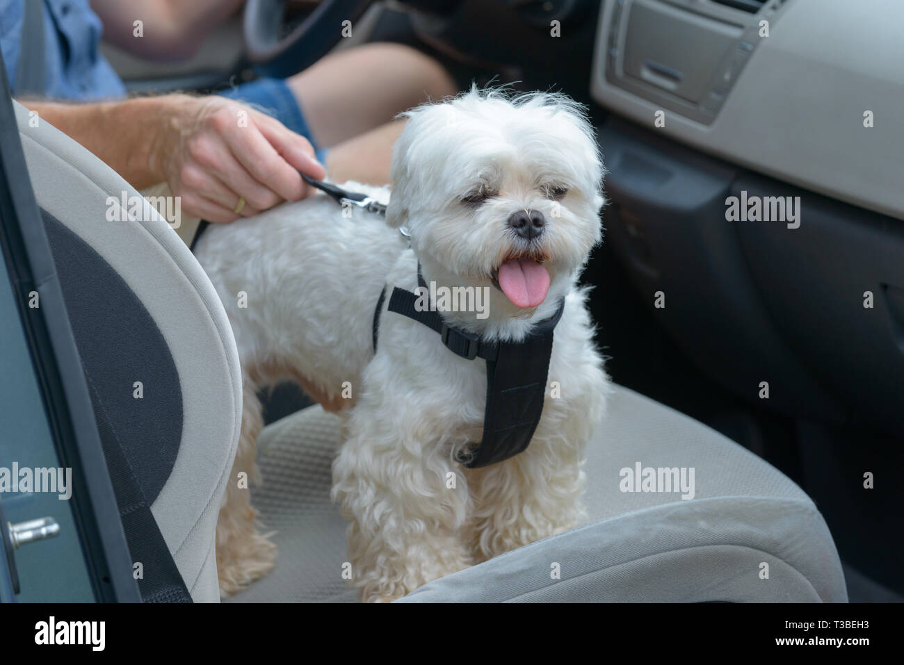 small dog seat belt harness