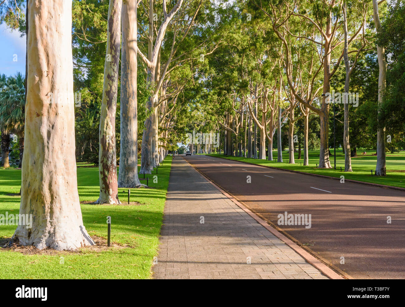 Lemon-scented gum trees lining the main entrance of Kings Park, Fraser Avenue, Perth, Western Australia Stock Photo