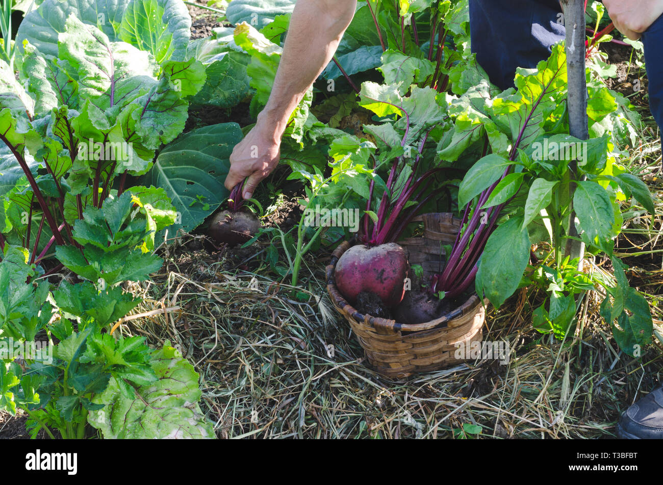 Farmer's hands picking red beets in the orchard Stock Photo Alamy