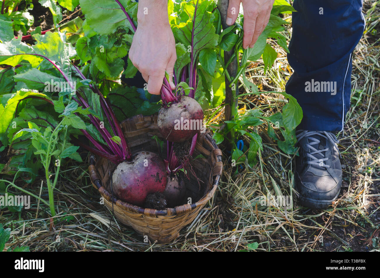 Farmer's hands picking red beets in the orchard Stock Photo Alamy